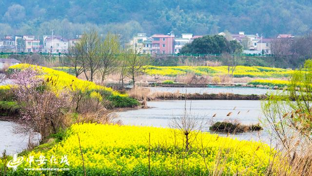 安徽芜湖：响水涧万亩油菜花海开门迎客